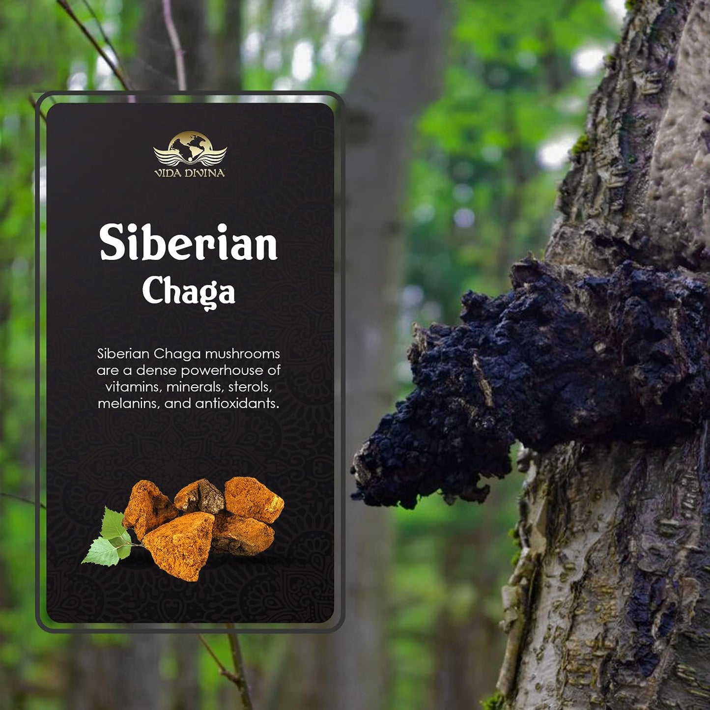CHAGA
